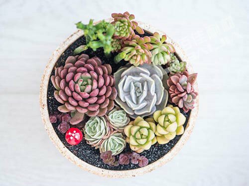 環(huán)保陶土花盆